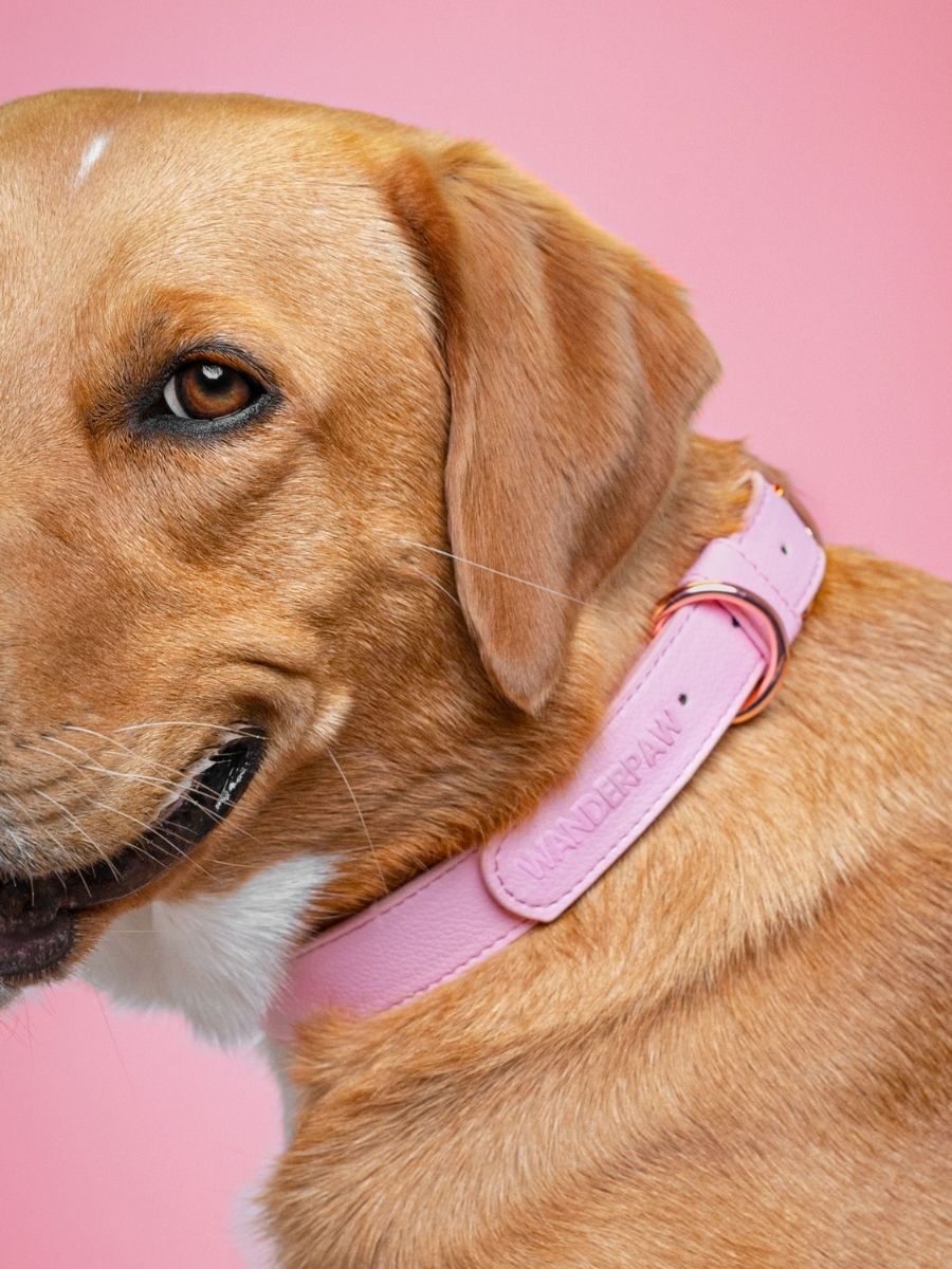 Bubblegum (Pink) Allure Collar