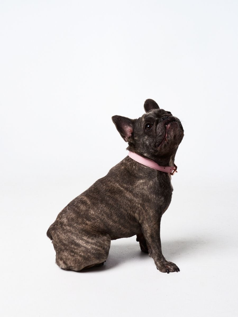 Bubblegum (Pink) Allure Collar